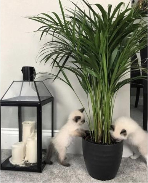 Areka Palmiyesi 20-25 cm 5 Adet