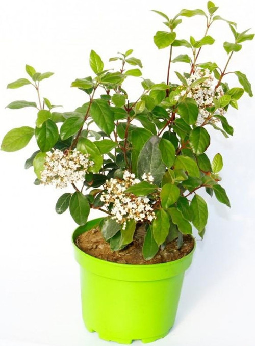 Viburnum Tinus - Yaprak Dökmeyen Kartopu Yeşil Saksıda 2 Adet