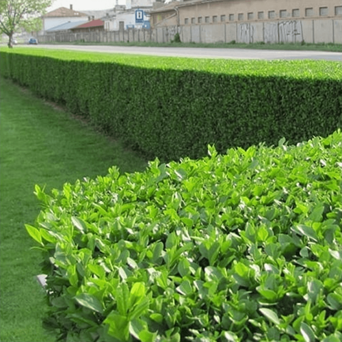 Ligustrum - Kurt Bağrı Çit Bitkisi 200 Adet