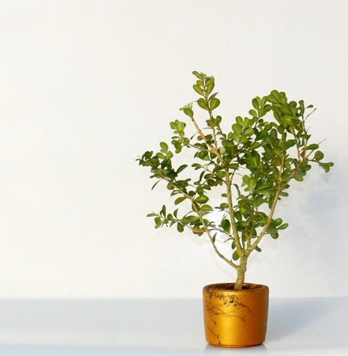 Bonsai Buxus Turuncu Saksıda 2 Adet