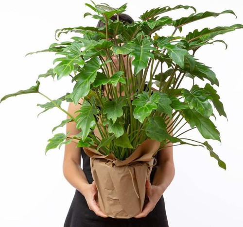 Philodendron xanadu