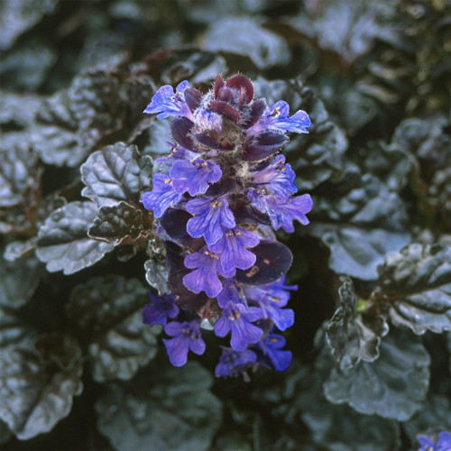 Ajuga Bitkisi – Mayasıl Otu 40 Adet