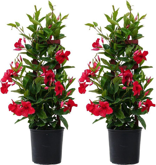 Mandevilla Sarmaşığı - Kırmızı 80-100cm