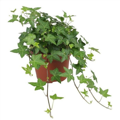 Mini Hedera Salon Sarmaşığı Hedera Helix Green 3 Adet