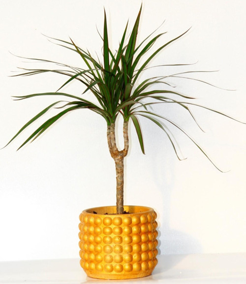 Madagaskar Dragon Ağacı – Dracaena Marginata 40 cm Turuncu Saksıda