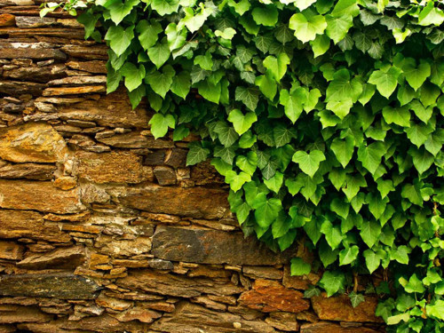 Hedera Helix – Orman Sarmaşığı 100-150 cm