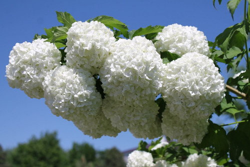 Viburnum Opulus – Yaz Kartopu Bitkisi 5 Adet