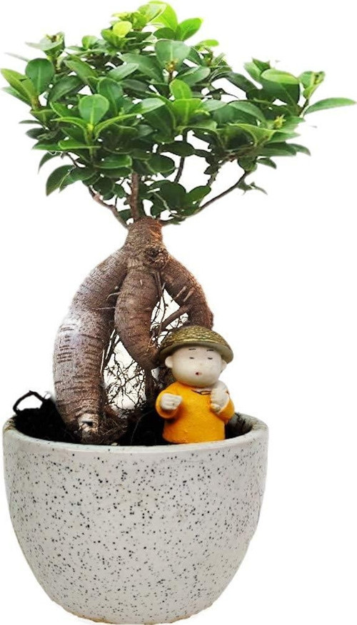 Ficus Ginseng Bonsai 2 Adet
