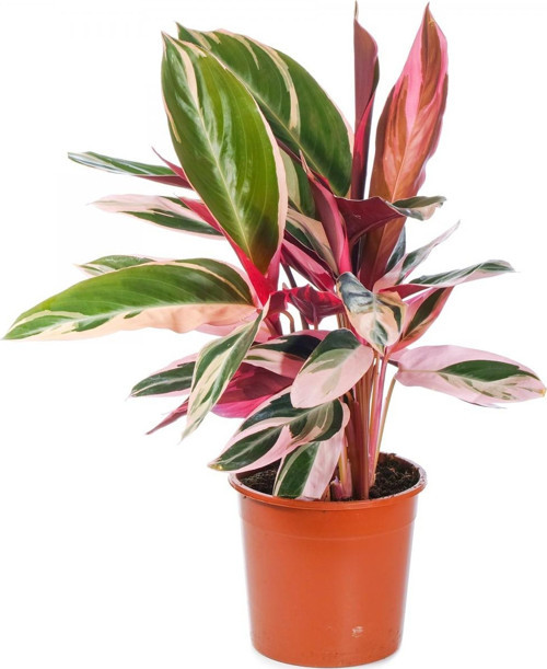 Üç Renkli Kaletya (Calathea Triostar)