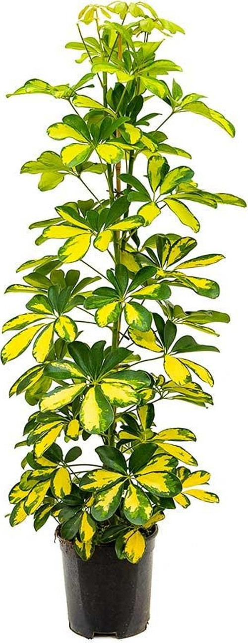 Şeflera( Alacalı ) – Şemsiye Ağacı 60-80 cm