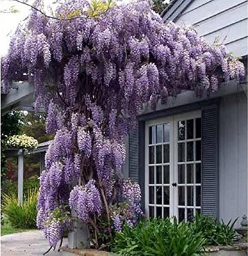 Mor Salkım Fidanı Wisteria Sinensis 80-100 cm