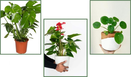 Deve Tabanı (Monstera) & Pilea & Anthoryum