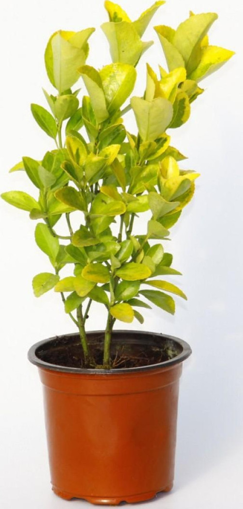 Gold Taflan (Euonymus Japonica Aurea) – Sarı Çit Bitkisi 2’li Dikim 50 Adet