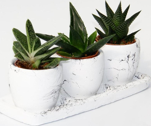 TRİO BEYAZ SUKULENT SETİ - Haworthia, Crassula Perforata