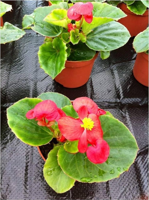 Begonya Çiçeği Kırmızı Begonıa Semperflorens 90 Adet