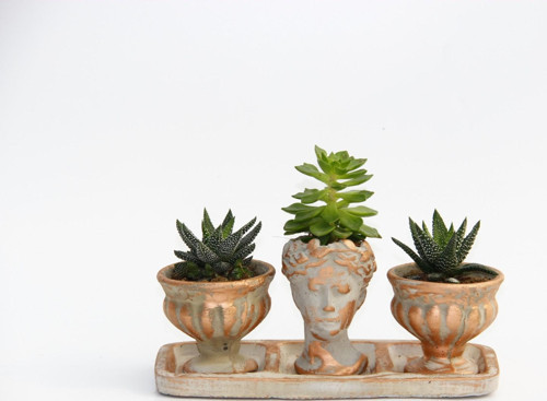 TRİO HELEN ORANGE SUKULENT SETİ - Haworthia Pumila, Echeveria