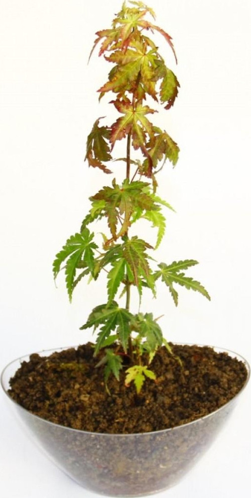 Bonsai Japon Akçaağacı Acer Palmatum Saydam Saksıda 3 Adet