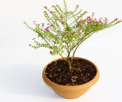 Bonsai Kufeya Cennet Çiçeği 3 Adet