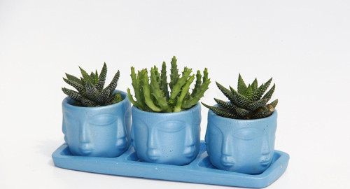 TRİO MAVİ ADLER SUKULENT SETİ - Haworthia, Huernia