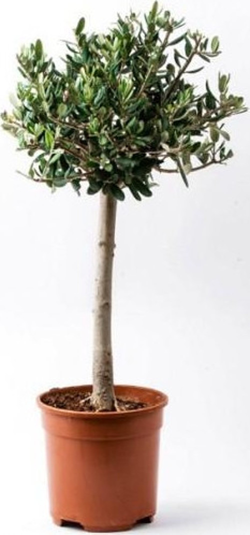 Bonsai Zeytin Olea Europeana Macro Bonsai
