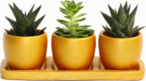 TRİO ORANGE HEDİYELİK SUKULENT SETİ - Haworthia, Echeveria