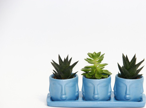 TRİO MAVİ ADLER SUKULENT SETİ - Haworthia Limifolia, Echeveria