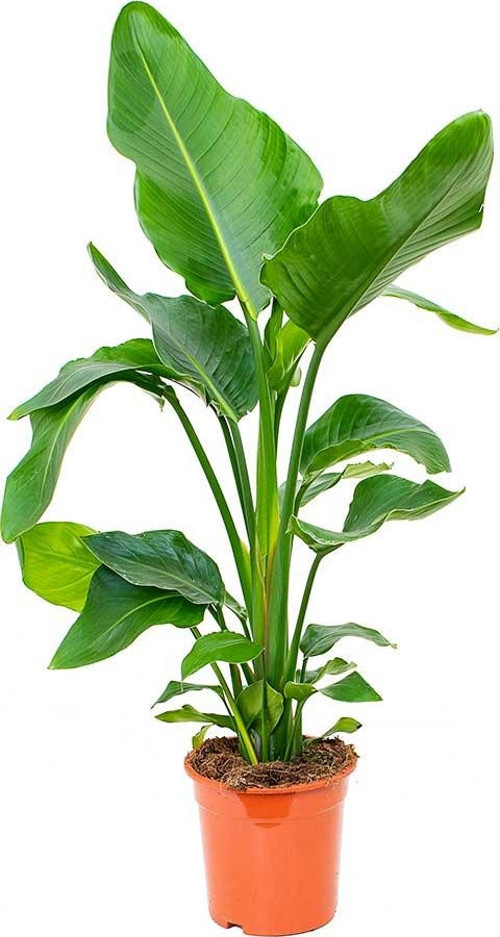 Starliçe (Cennet Kuşu Çiçeği) Strelitzia Nicolai - 60 cm 3 Adet