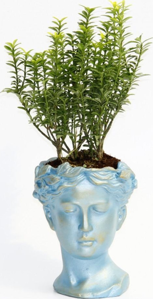 BONSAİ HELEN EUONYMUS MİCROPHYLLUS - HEDİYELİK MAVİ RENK