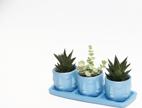 TRİO MAVİ ADLER SUKULENT SETİ - Haworthia Limifolia, Crassula Perforata
