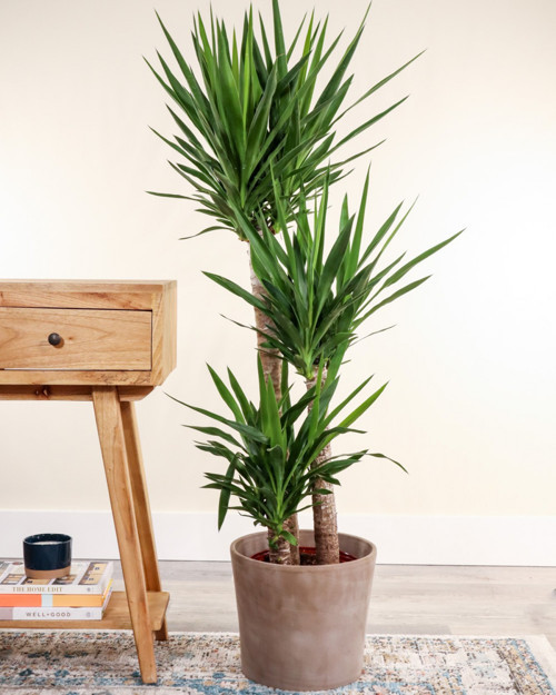 Yuka – Yucca 3’lü 100-125cm