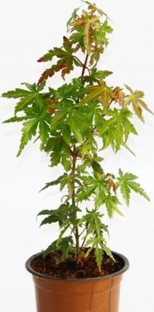 Bonsai Japon Akçaağacı Acer Palmatum 2 Adet