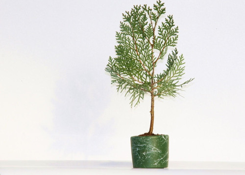 Bonsai Thuja Orientalis Yeşil Saksıda