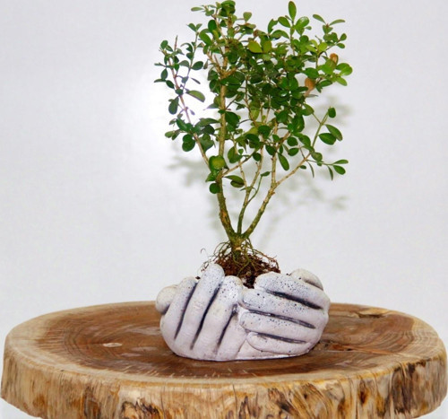 Dekoratif Avuç Saksıda Bonsai Buxus 3 Adet