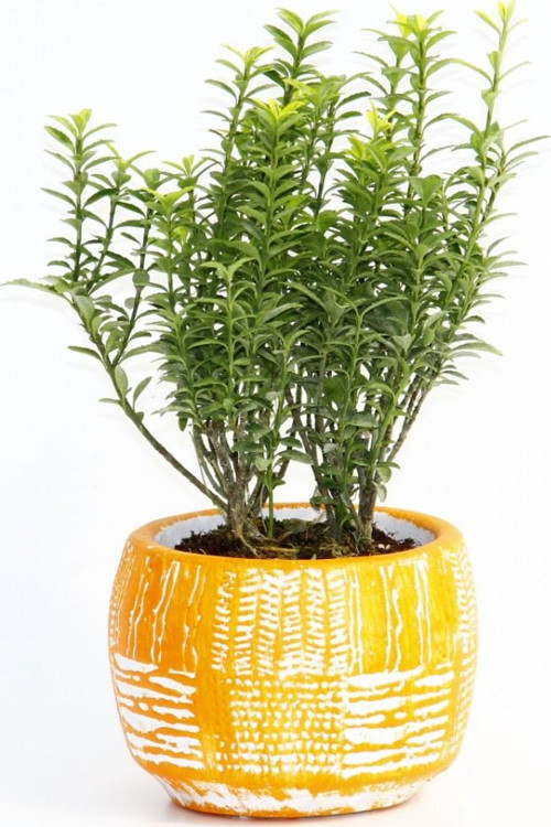 BONSAİ EUONYMUS MİCROPHYLLUS - HEDİYELİK ARKAİK SAKSIDA TURUNCU