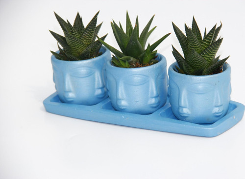 TRİO MAVİ ADLER SUKULENT SETİ - Haworthia Limifolia, Rigida