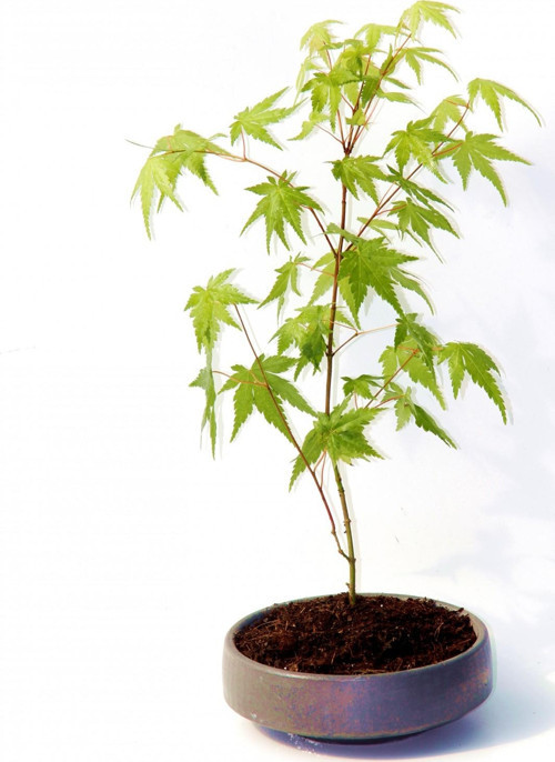 Bonsai Japon Akçaağacı Acer Palmatum Gri Saksıda
