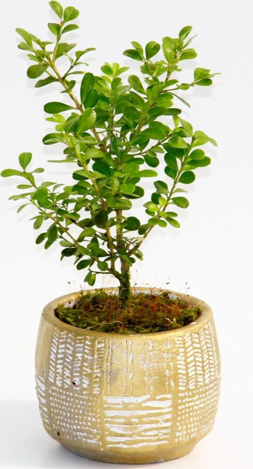 BONSAİ BUXUS - HEDİYELİK ARKAİK SAKSIDA