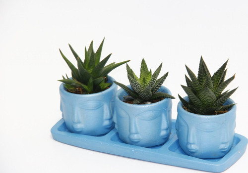 TRİO MAVİ ADLER SUKULENT SETİ - 3 Çeşit Haworthia