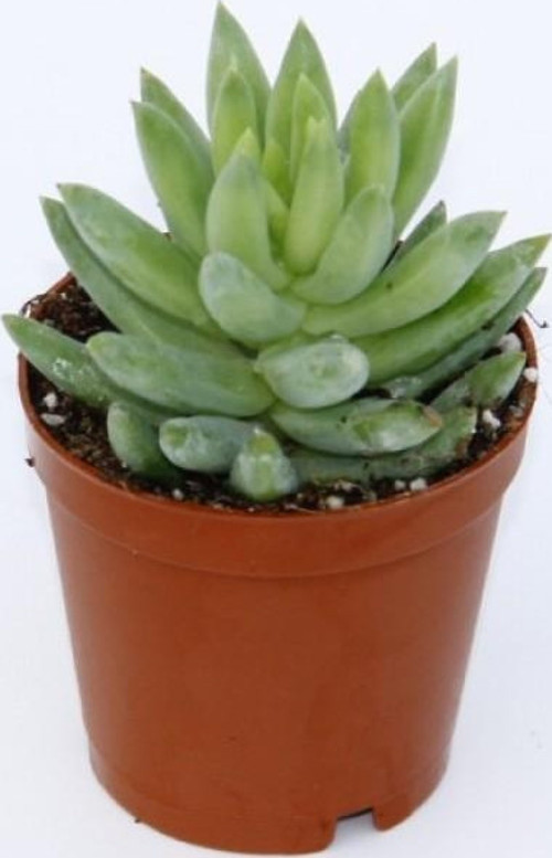 Sedum Nicaeensis Sukulent 20 Adet