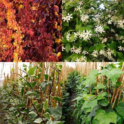 Sarılıcı Bitki 4 Çeşit Amerikan Sarmaşığı - Yasemin - Yeşil Hedera ve Alacalı Hedera