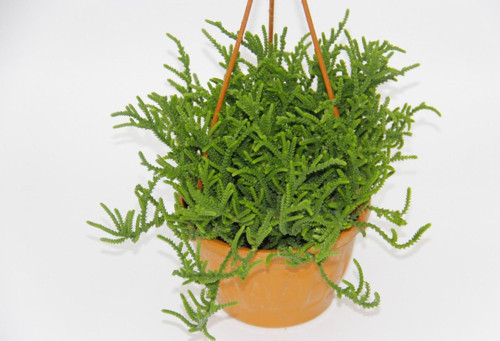 Crassula Muscosa Sukulent - Askılı Saksı 3 Adet