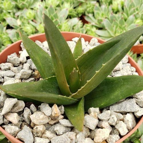 Haworthia Pentagona 5 Adet