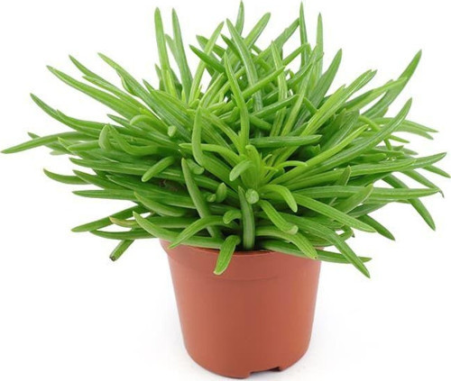 Etli Çalı Senecio – Senecio Himalaya - Senecio Barbertonicus 50 Adet