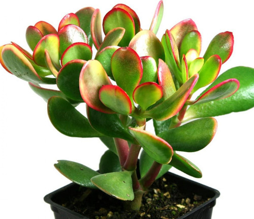 Para Çiçeği – Crassula Ovata 50 Adet