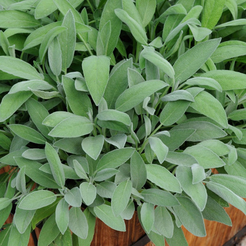 Adaçayı – Salvia Officinalis – Tıbbi Adaçayı 40 Adet