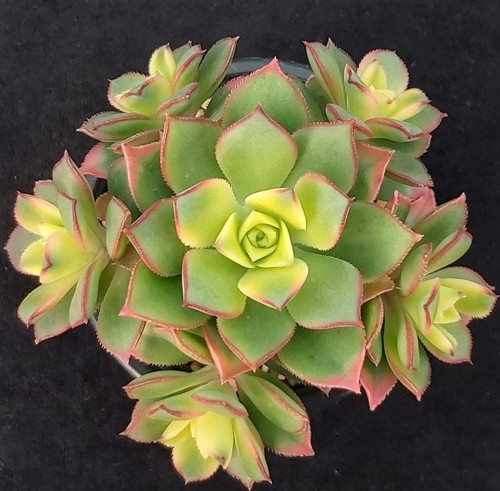 Aeonium Kiwi – Gökkuşağı Sukulent 50 Adet