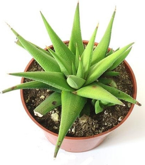 Haworthia Rigida 5 Adet