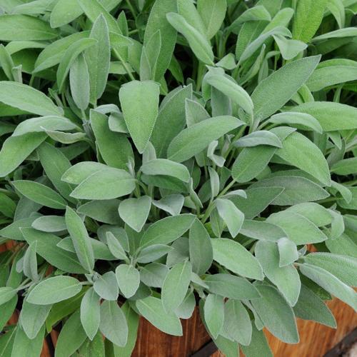Adaçayı – Salvia Officinalis – Tıbbi Adaçayı 20 Adet