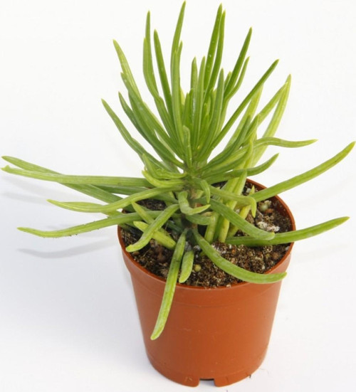 Senecio Barbertonicus Himalaya Sukulent - 5 Adet