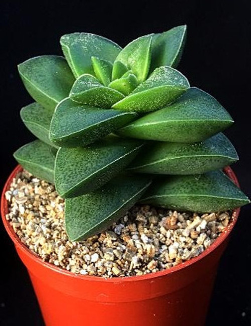 Crassula Springtime 50 Adet